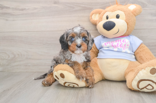 Cavapoo Puppy for Adoption