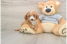 Happy Cavapoo Baby