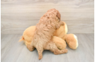 Best Cavapoo Baby
