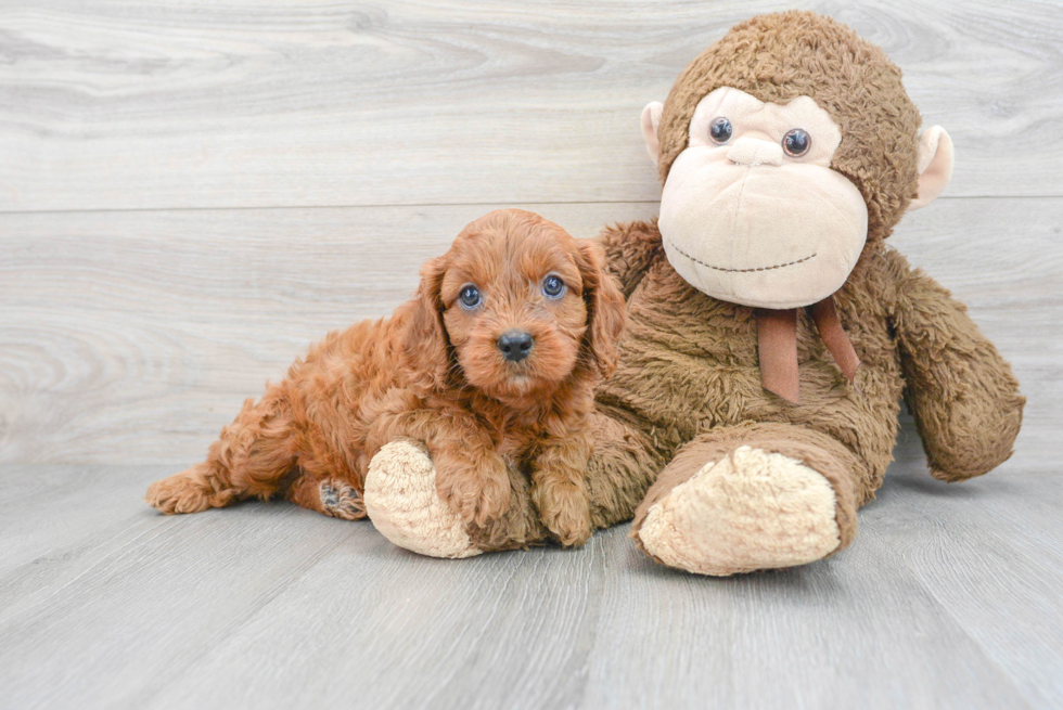 Adorable Cavoodle Poodle Mix Puppy