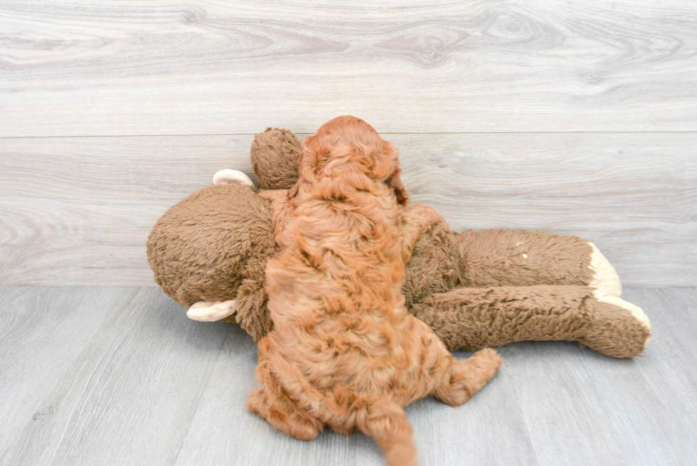 Popular Cavapoo Poodle Mix Pup