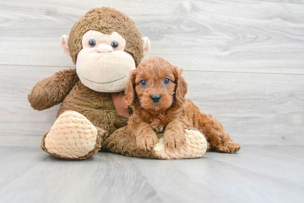 Popular Cavapoo Poodle Mix Pup