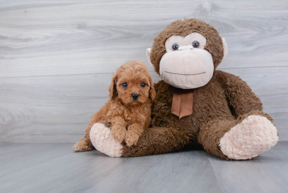 Cute Cavapoo Baby