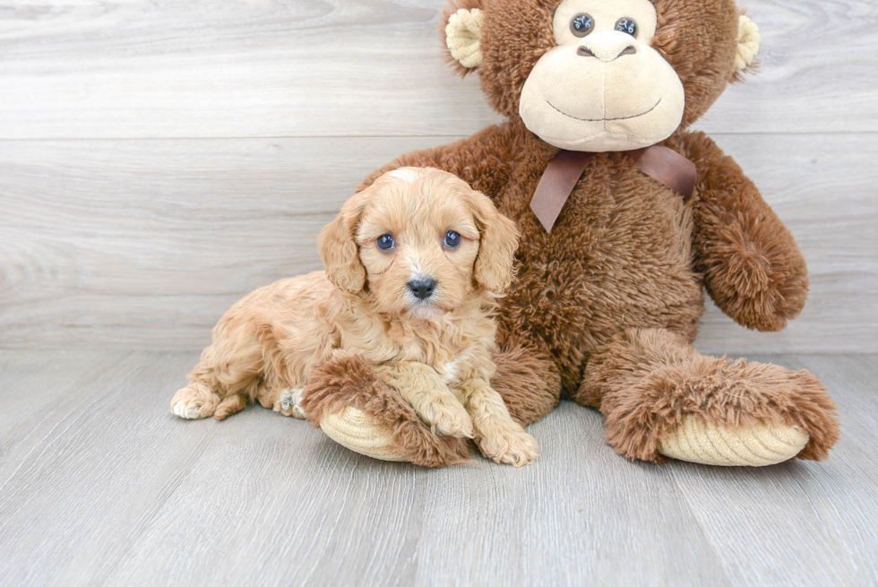 Best Cavapoo Baby