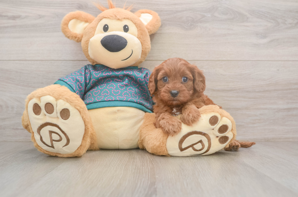 5 week old Cavapoo Puppy For Sale - Premier Pups