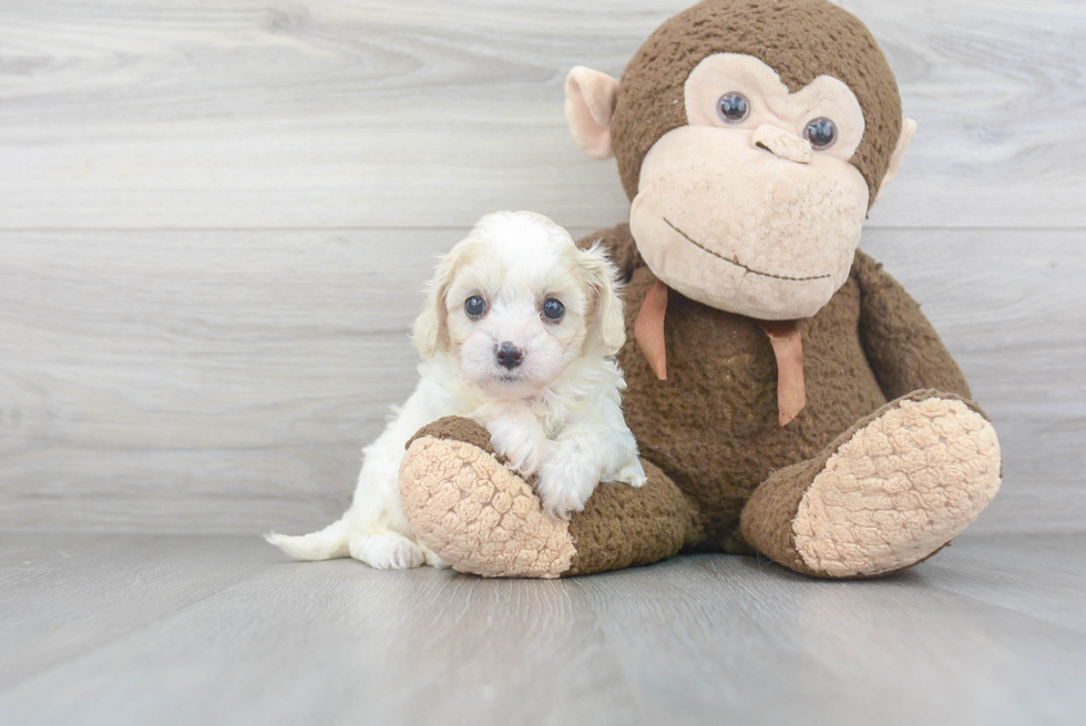 Funny Cavapoo Poodle Mix Pup