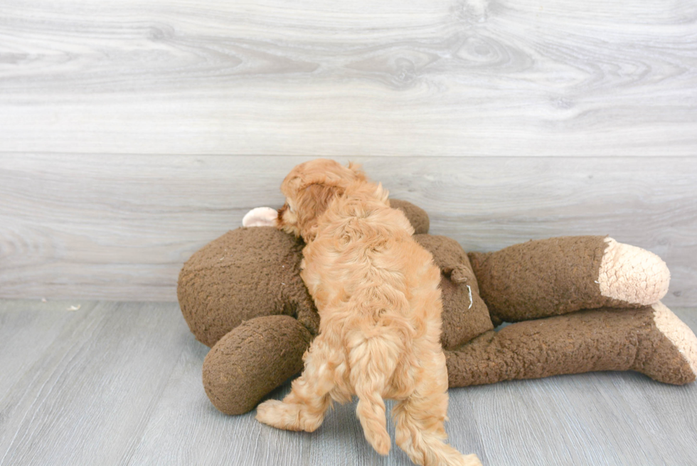 Friendly Cavapoo Baby