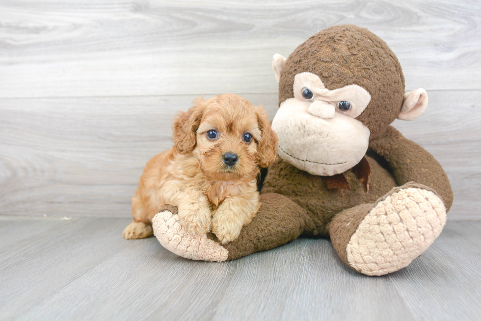 Little Cavoodle Poodle Mix Puppy