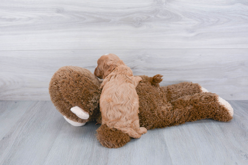 Playful Cavoodle Poodle Mix Puppy