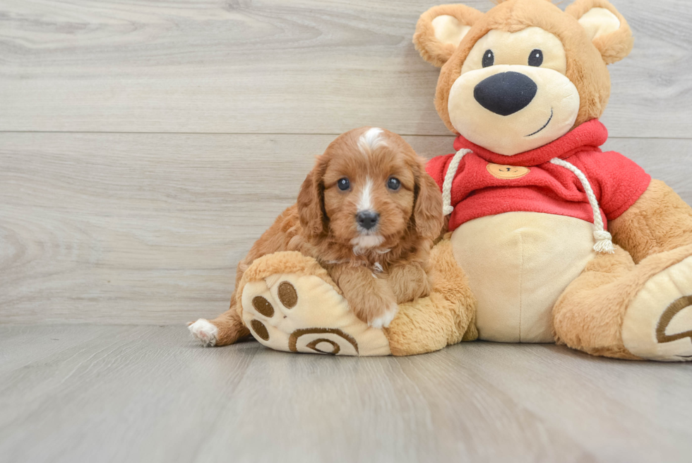 Best Cavapoo Baby