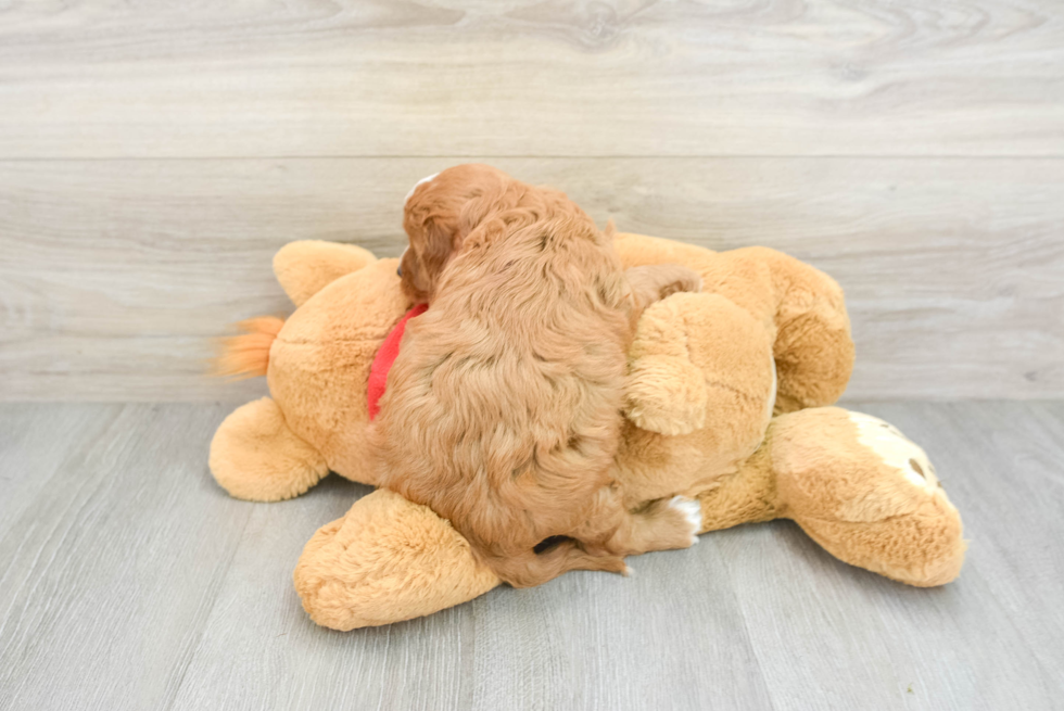 Adorable Cavalier King Charles Spaniel and Poodle Mix Poodle Mix Puppy