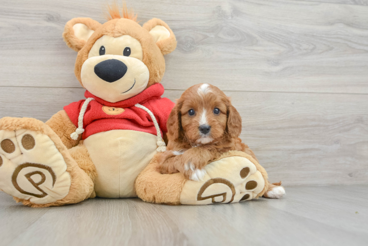 Happy Cavapoo Baby