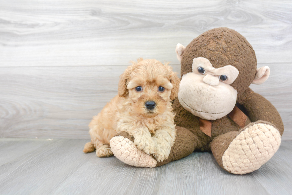 Sweet Cavapoo Baby