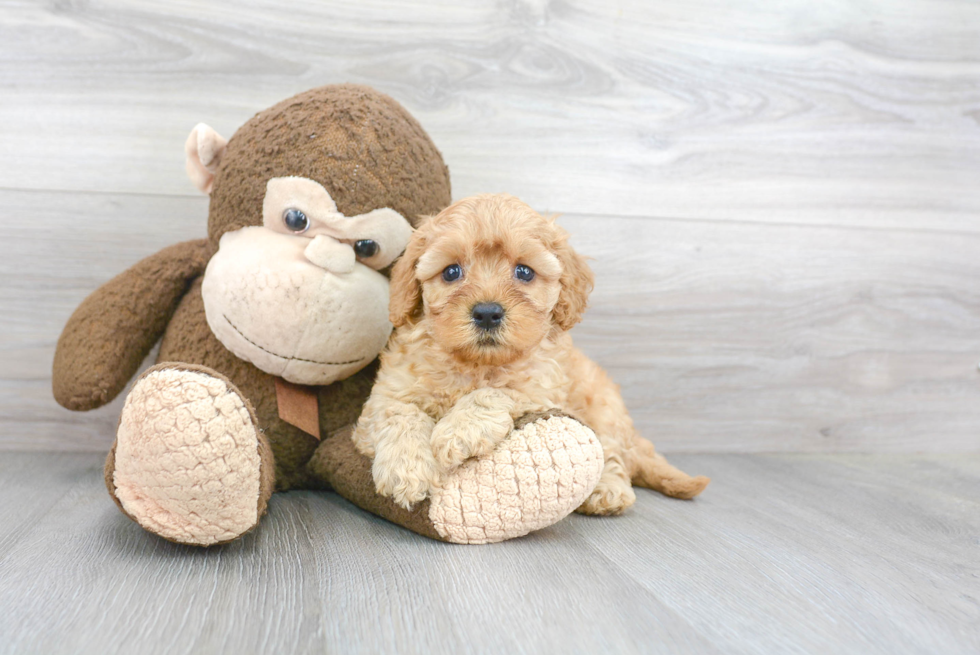 Cavapoo Pup Being Cute