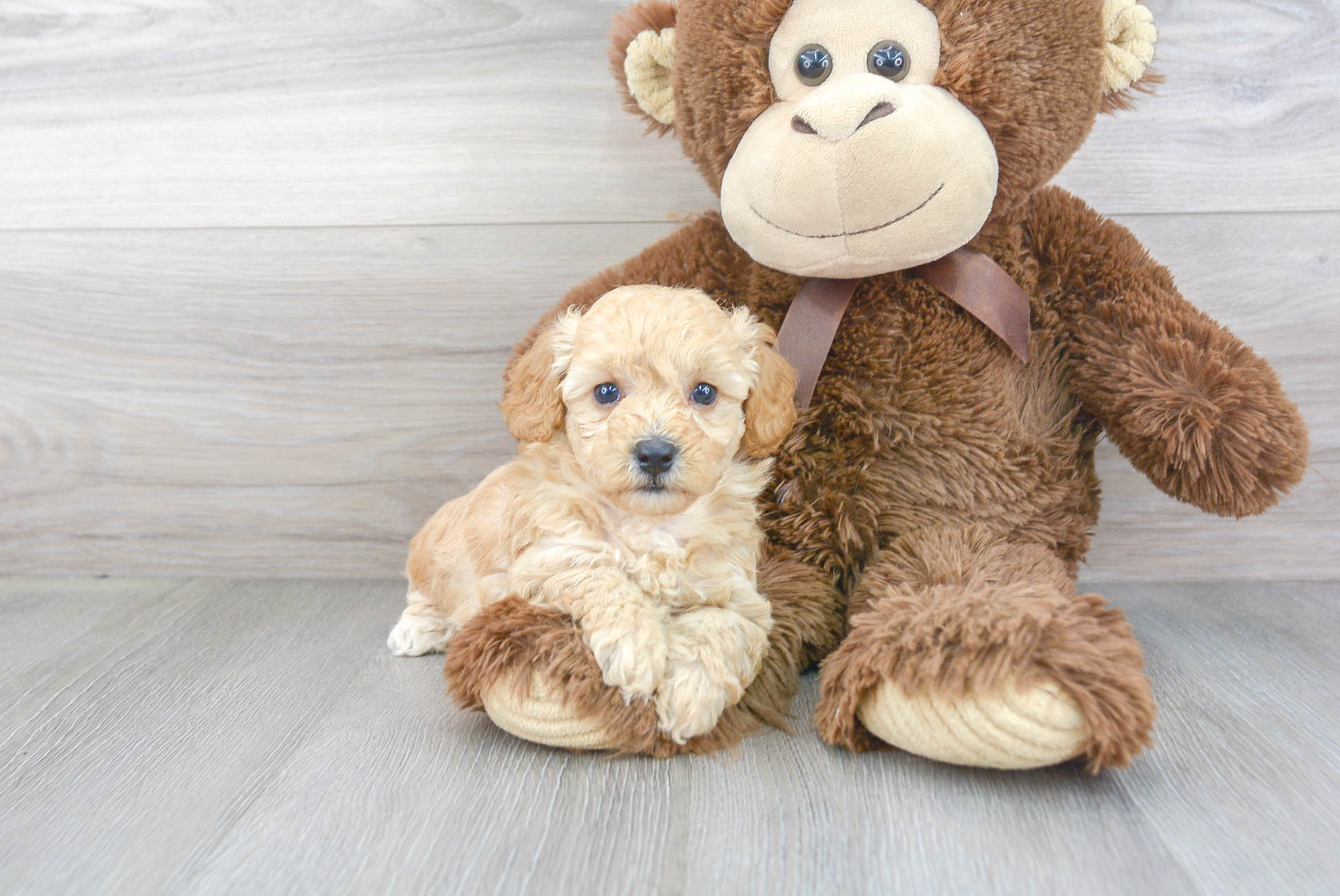 Small Cavapoo Baby