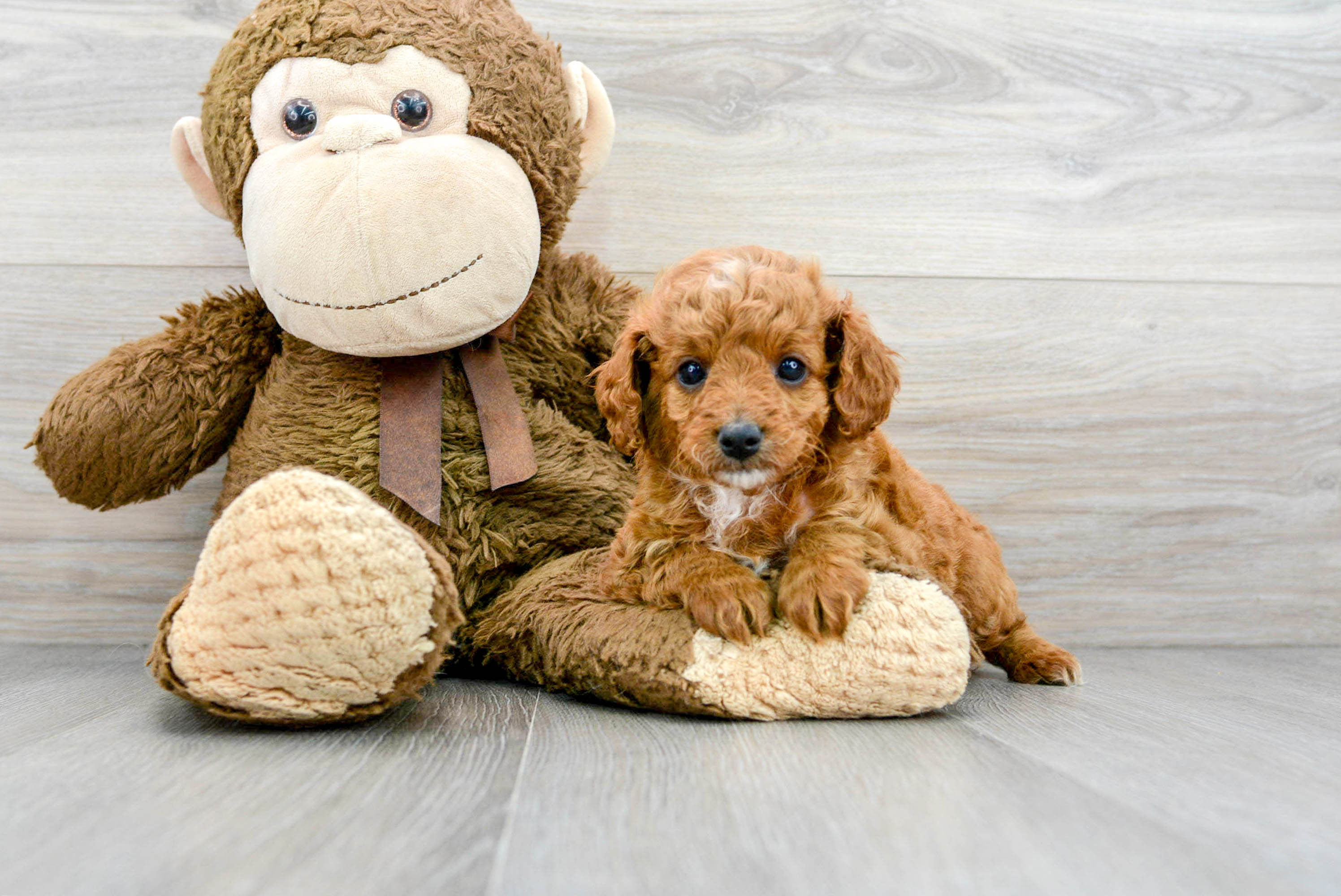 Energetic Cavoodle Poodle Mix Puppy