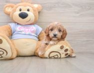 7 week old Cavapoo Puppy For Sale - Premier Pups