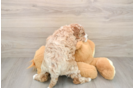 Popular Cavapoo Poodle Mix Pup