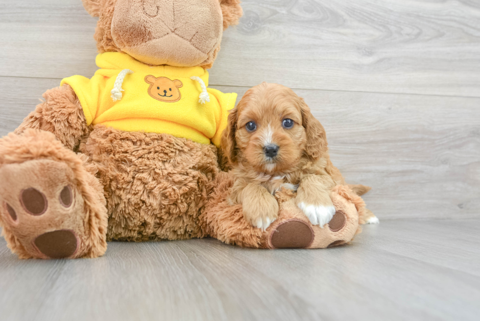 Fluffy Cavapoo Poodle Mix Pup
