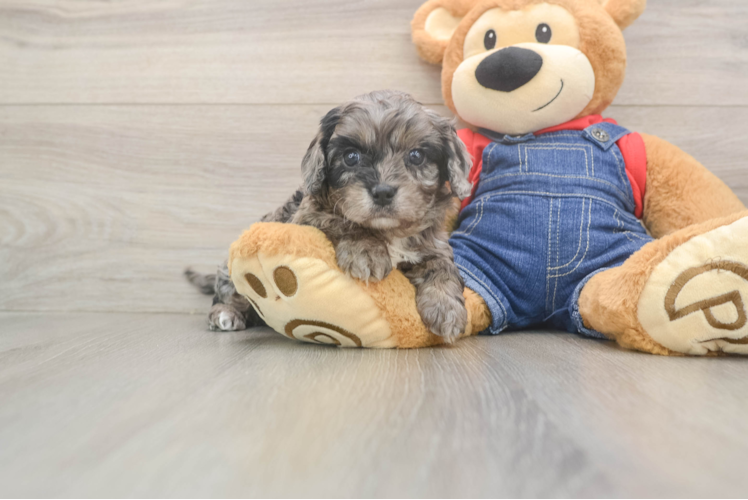 Cavapoo Puppy for Adoption