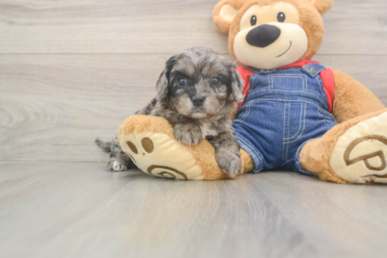 Cavapoo Puppy for Adoption