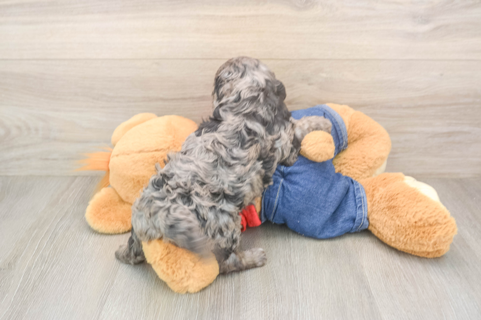Happy Cavapoo Baby
