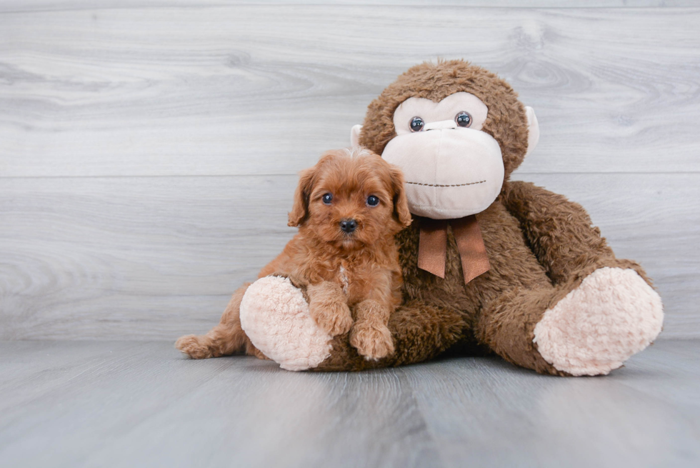 Best Cavapoo Baby