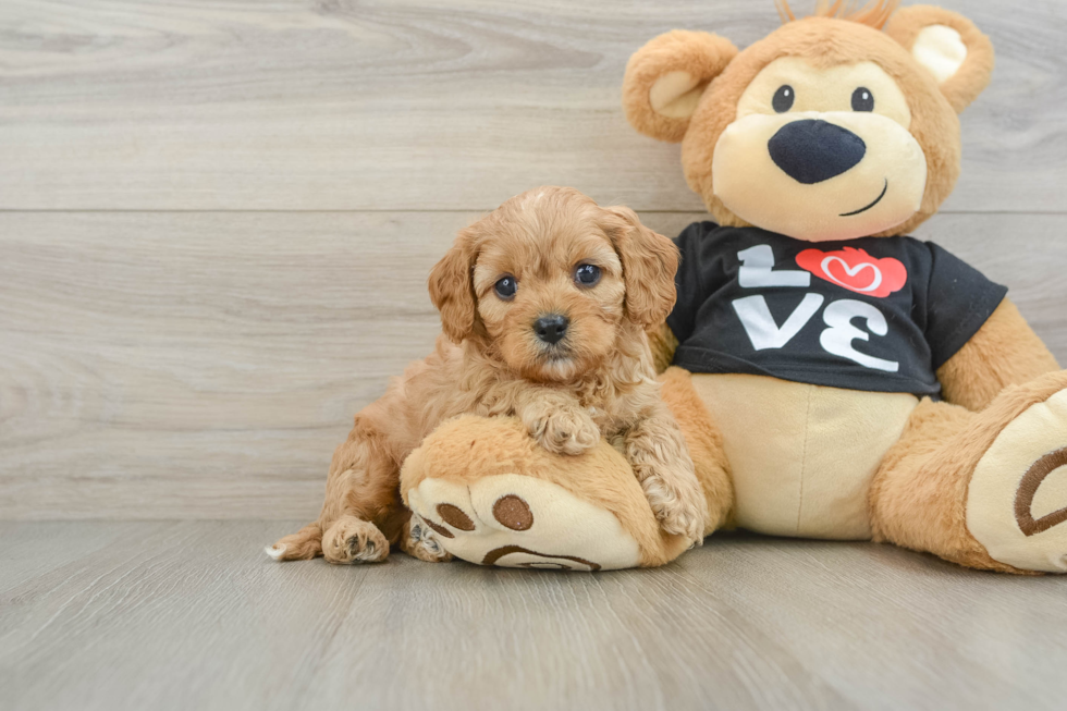 Petite Cavapoo Poodle Mix Pup