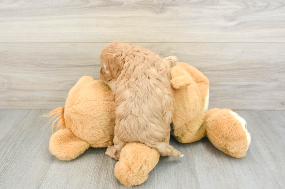 Smart Cavapoo Poodle Mix Pup