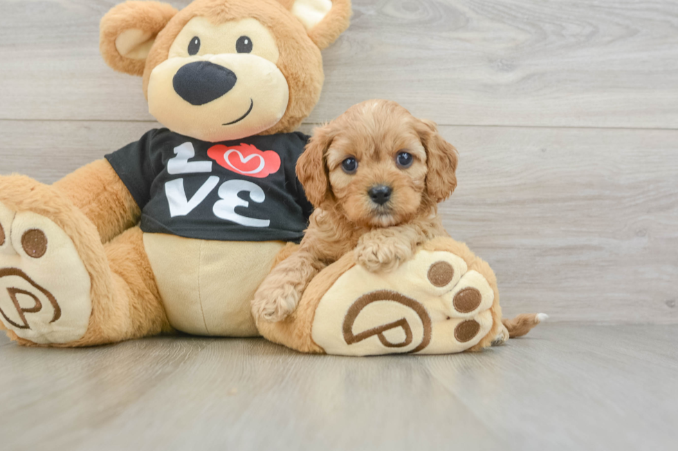 Best Cavapoo Baby
