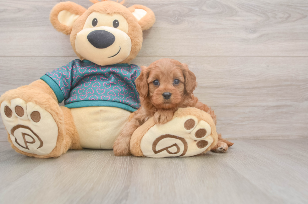 5 week old Cavapoo Puppy For Sale - Premier Pups