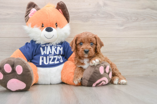 Petite Cavapoo Poodle Mix Pup