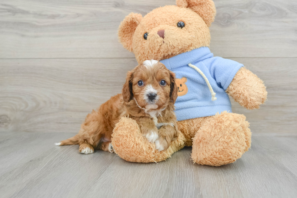 Funny Cavapoo Poodle Mix Pup