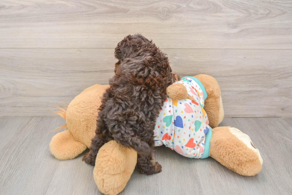 Cavapoo Puppy for Adoption