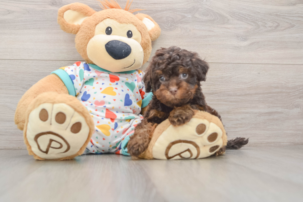 Best Cavapoo Baby