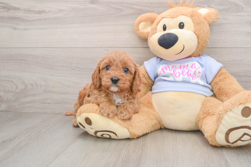 Fluffy Cavapoo Poodle Mix Pup