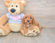 7 week old Cavapoo Puppy For Sale - Premier Pups