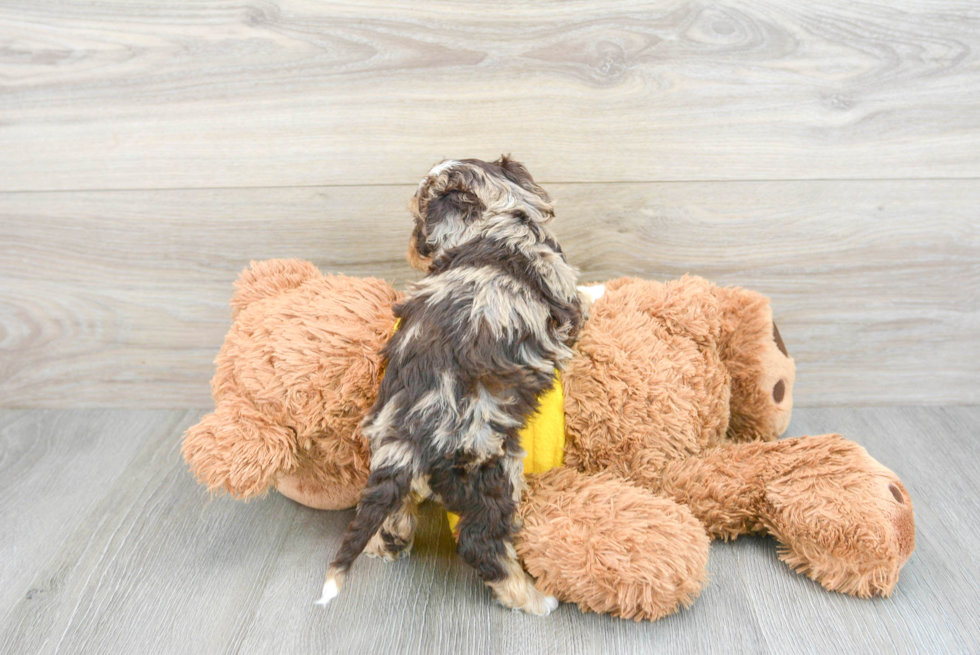 Cavapoo Puppy for Adoption