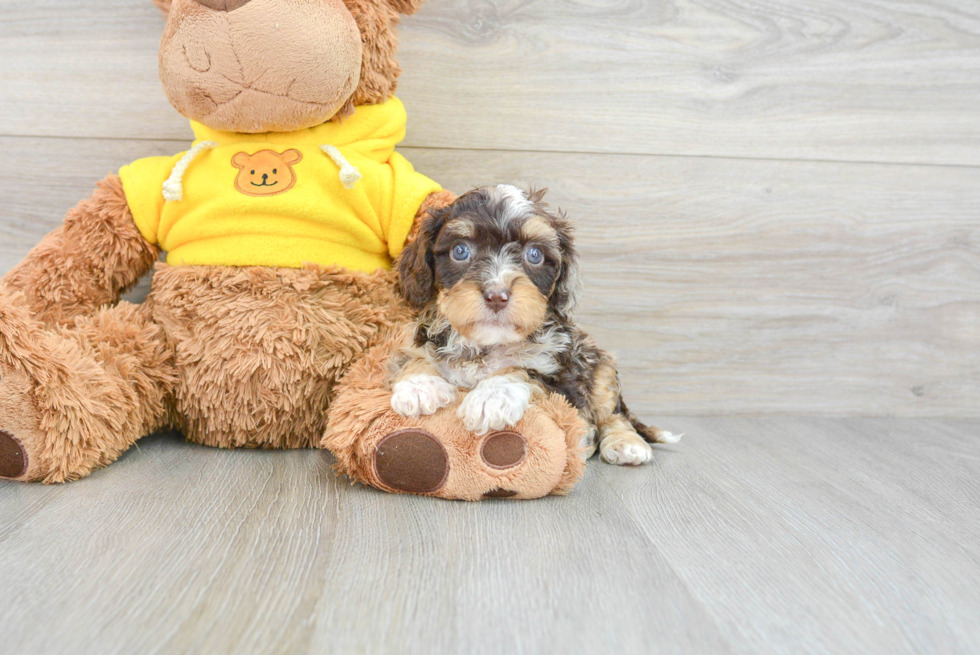 Cavapoo Puppy for Adoption