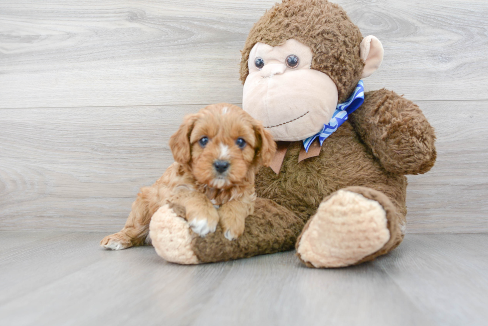 Smart Cavapoo Poodle Mix Pup