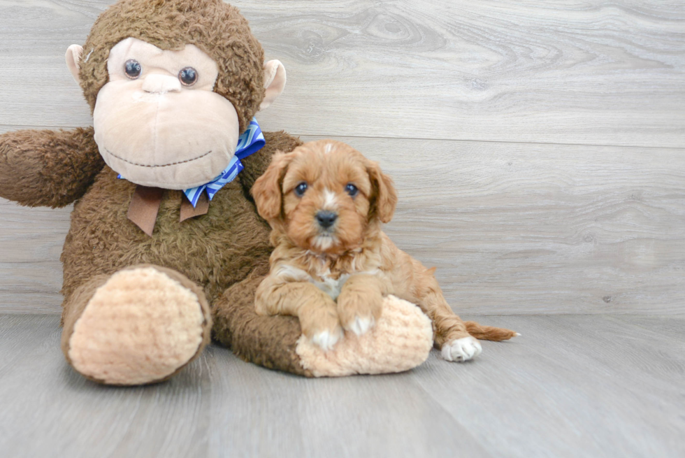 Popular Cavapoo Poodle Mix Pup