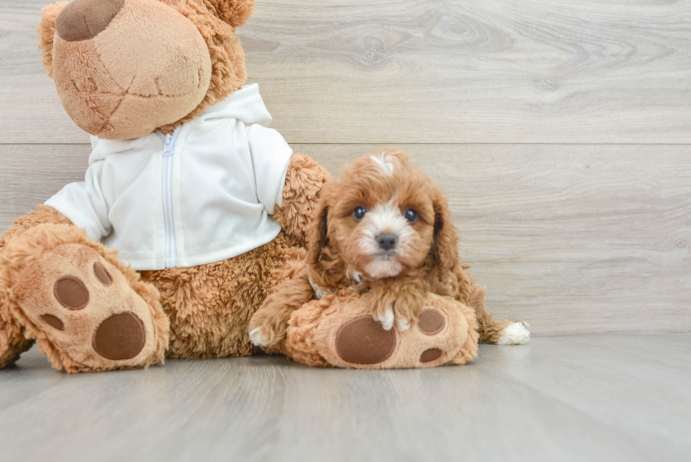 Energetic Cavoodle Poodle Mix Puppy