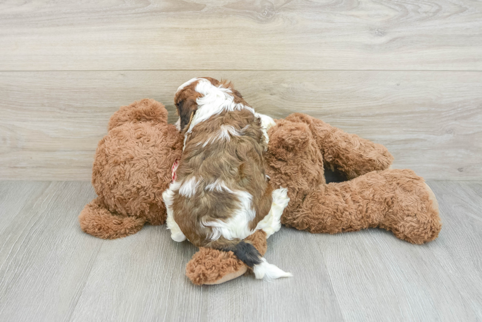 Fluffy Cavapoo Poodle Mix Pup