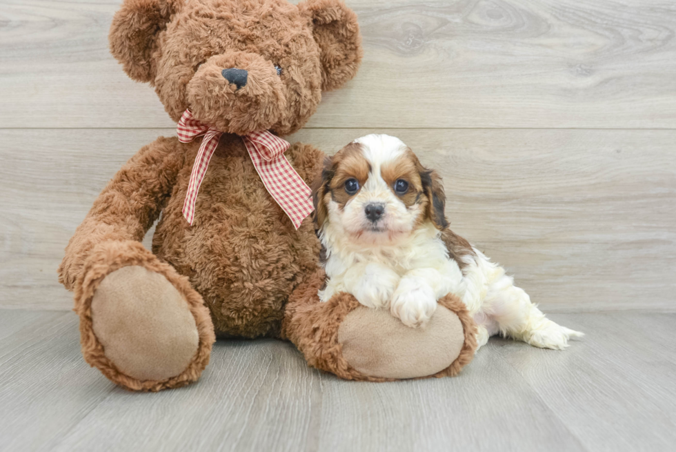 Energetic Cavoodle Poodle Mix Puppy