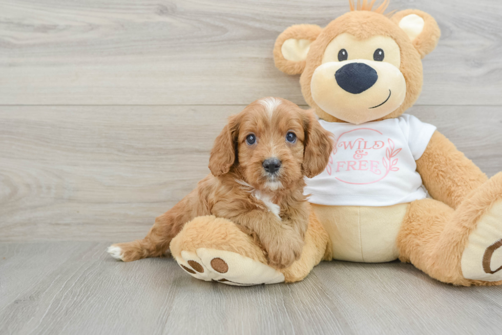 Cavapoo Puppy for Adoption