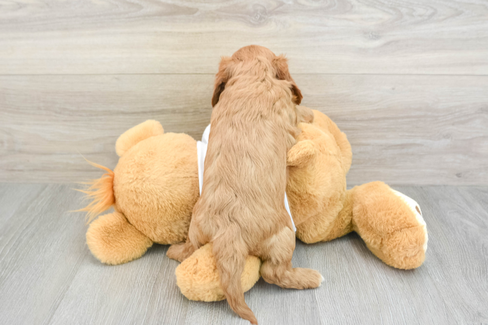 Sweet Cavapoo Baby