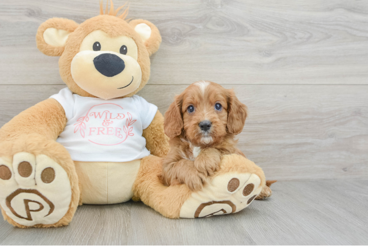 Cute Cavapoo Baby