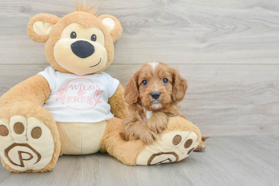 Cute Cavapoo Baby