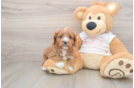 Small Cavapoo Baby
