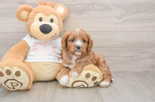 Cavapoo Pup Being Cute
